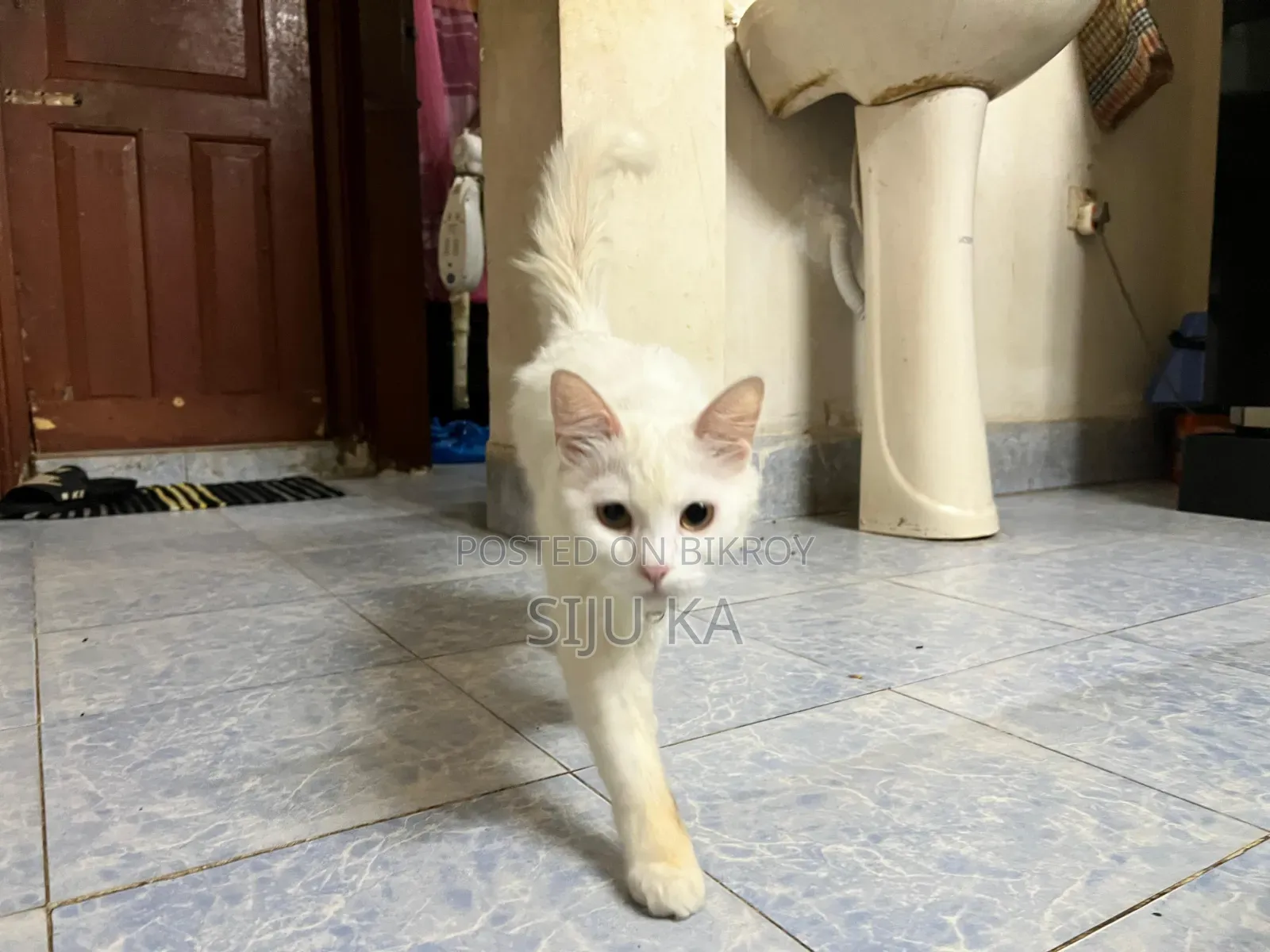 3-6 Months Female Mixed Breed Persian