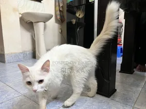 3-6 Months Female Mixed Breed Persian