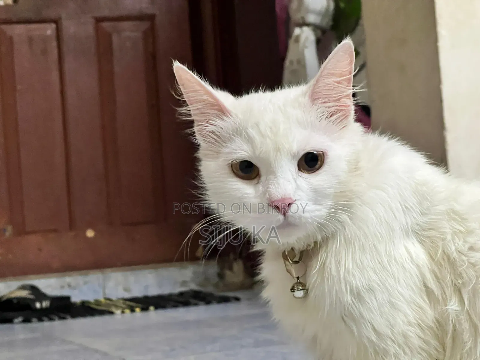 3-6 Months Female Mixed Breed Persian