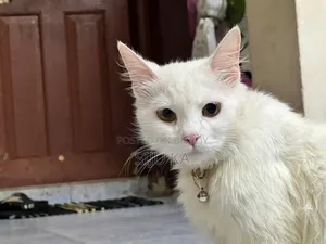 3-6 Months Female Mixed Breed Persian
