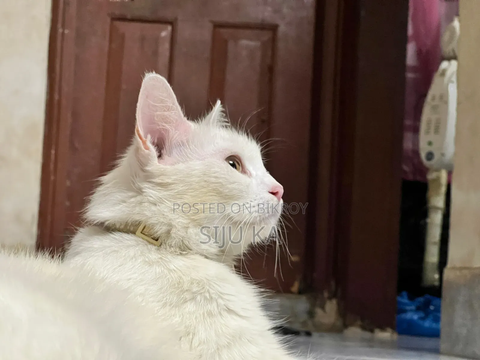 3-6 Months Female Mixed Breed Persian