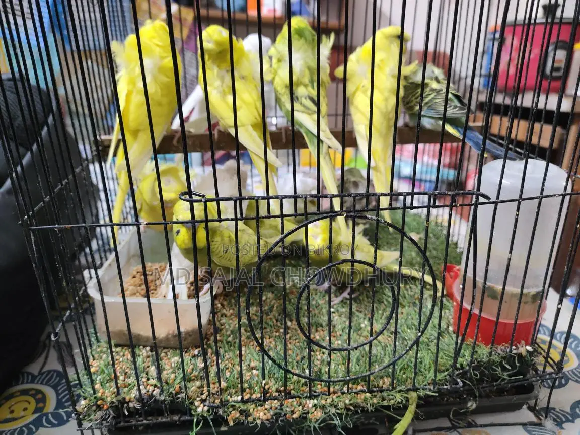 Double Flower Japanese Budgie Running, Lutino-Albino-Spangle Pair