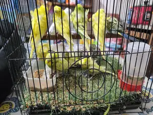 Double Flower Japanese Budgie Running, Lutino-Albino-Spangle Pair
