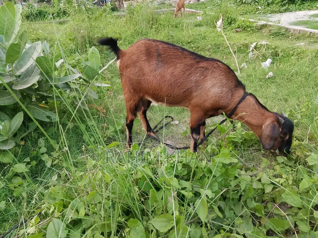 This pregnant goat is for sale