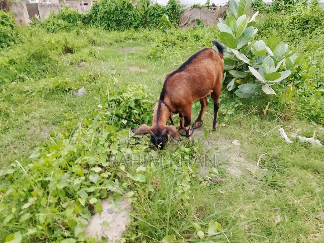 This pregnant goat is for sale