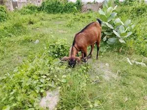 This pregnant goat is for sale