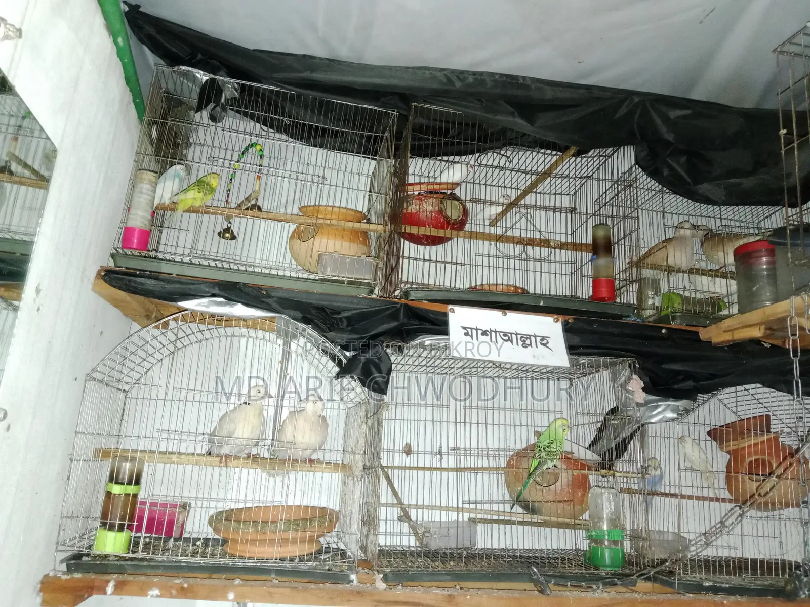 Three Pairs of Budgie Birds