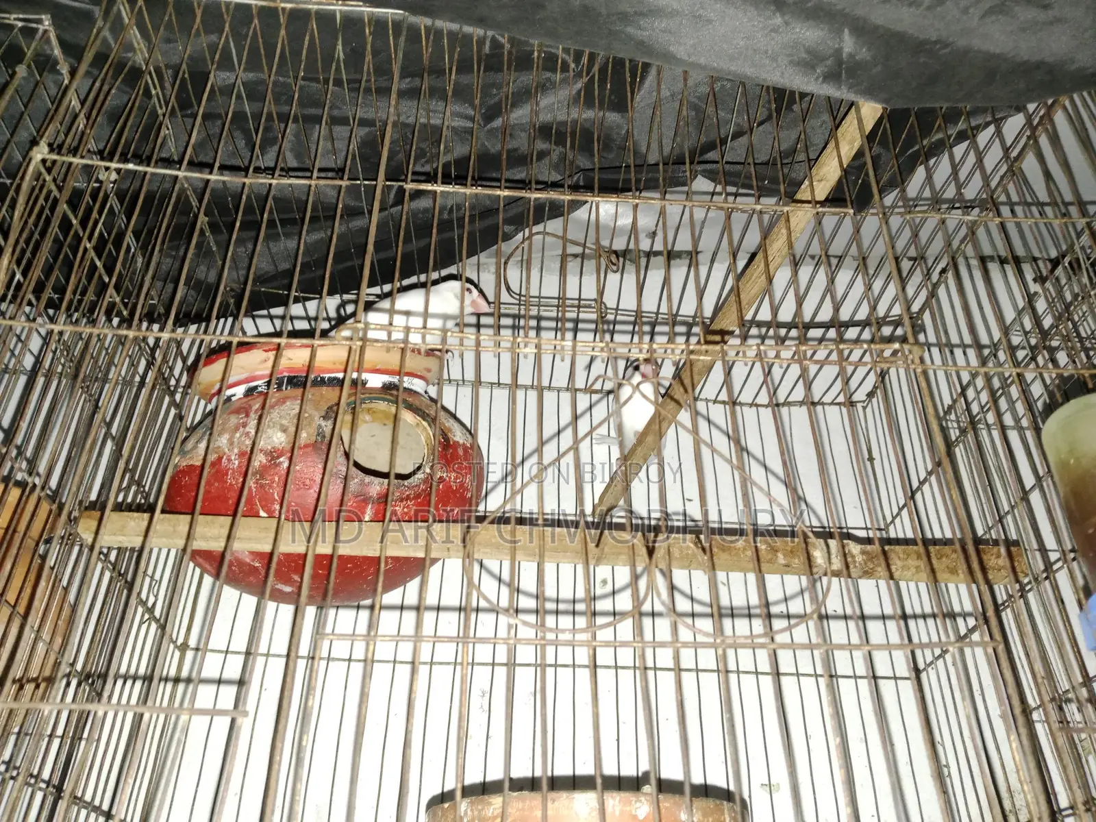 Three Pairs of Budgie Birds