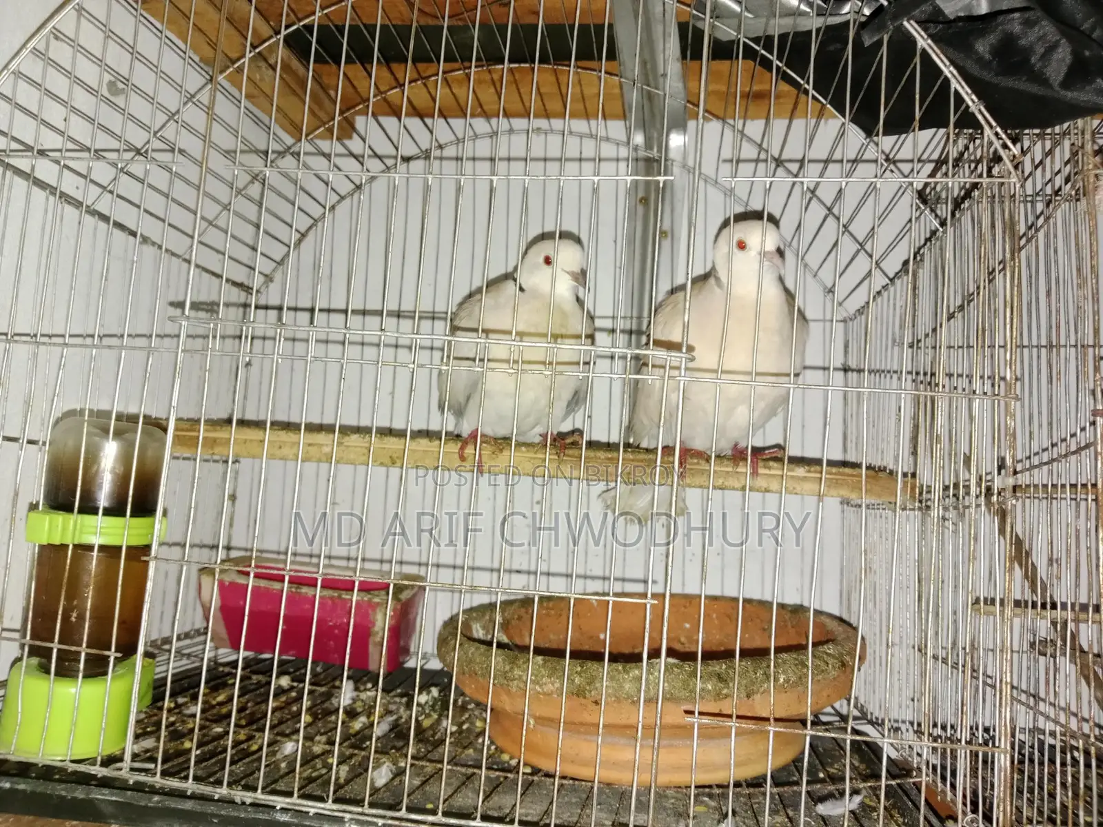 Three Pairs of Budgie Birds