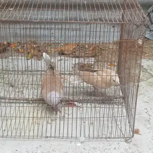 ঘুঘু পাখি রানিং জোরা