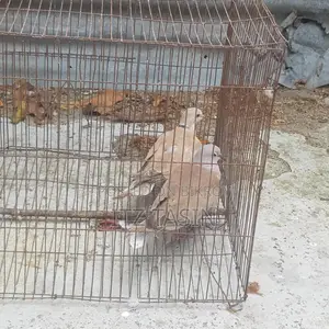 ঘুঘু পাখি রানিং জোরা