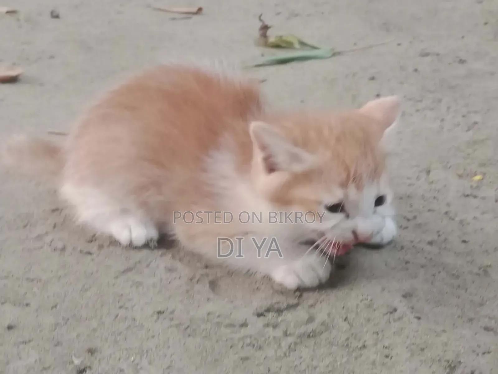 1-3 Months Female Mixed Breed Persian