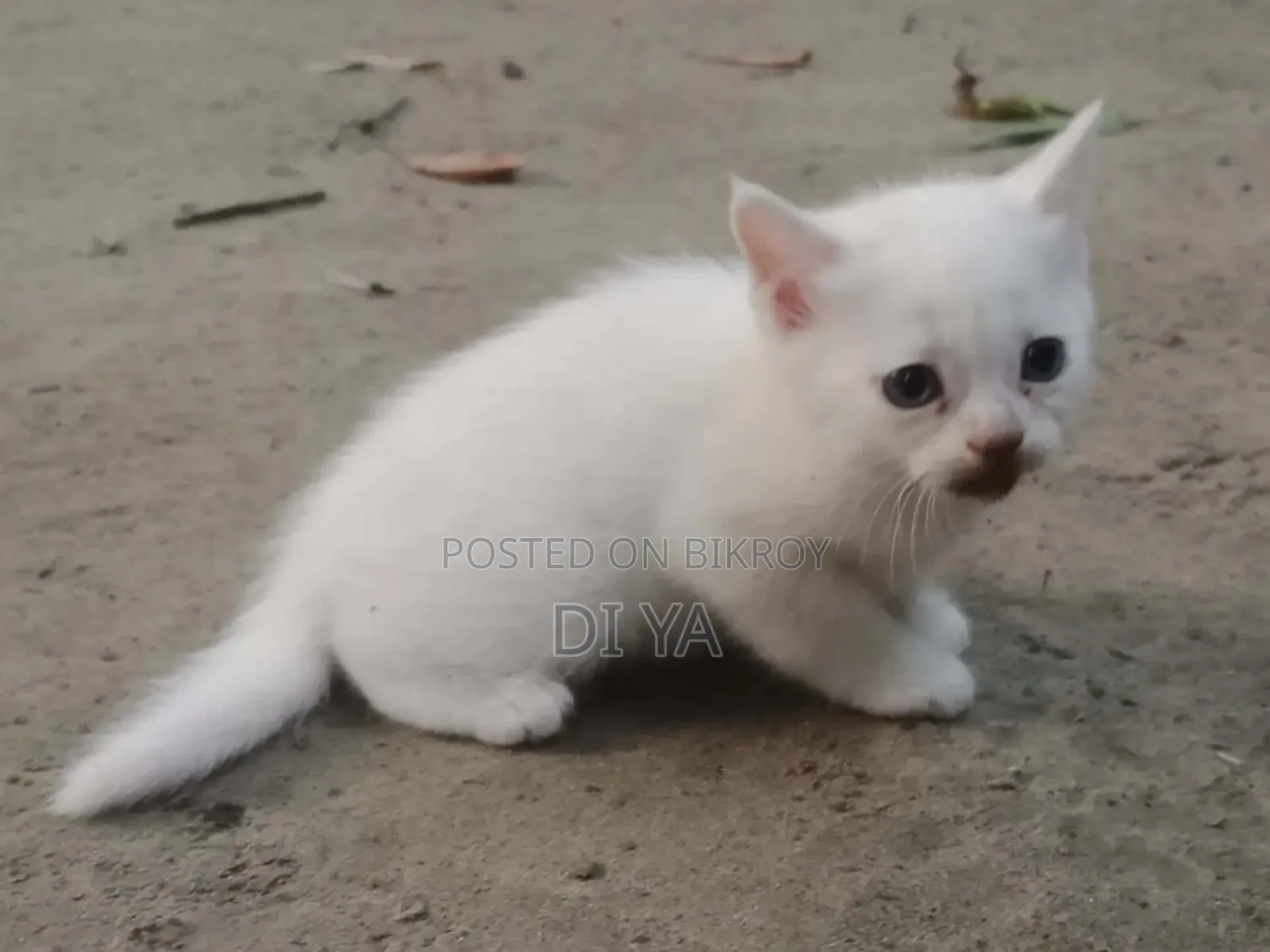 1-3 Months Female Mixed Breed Persian