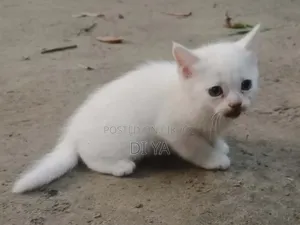 1-3 Months Female Mixed Breed Persian