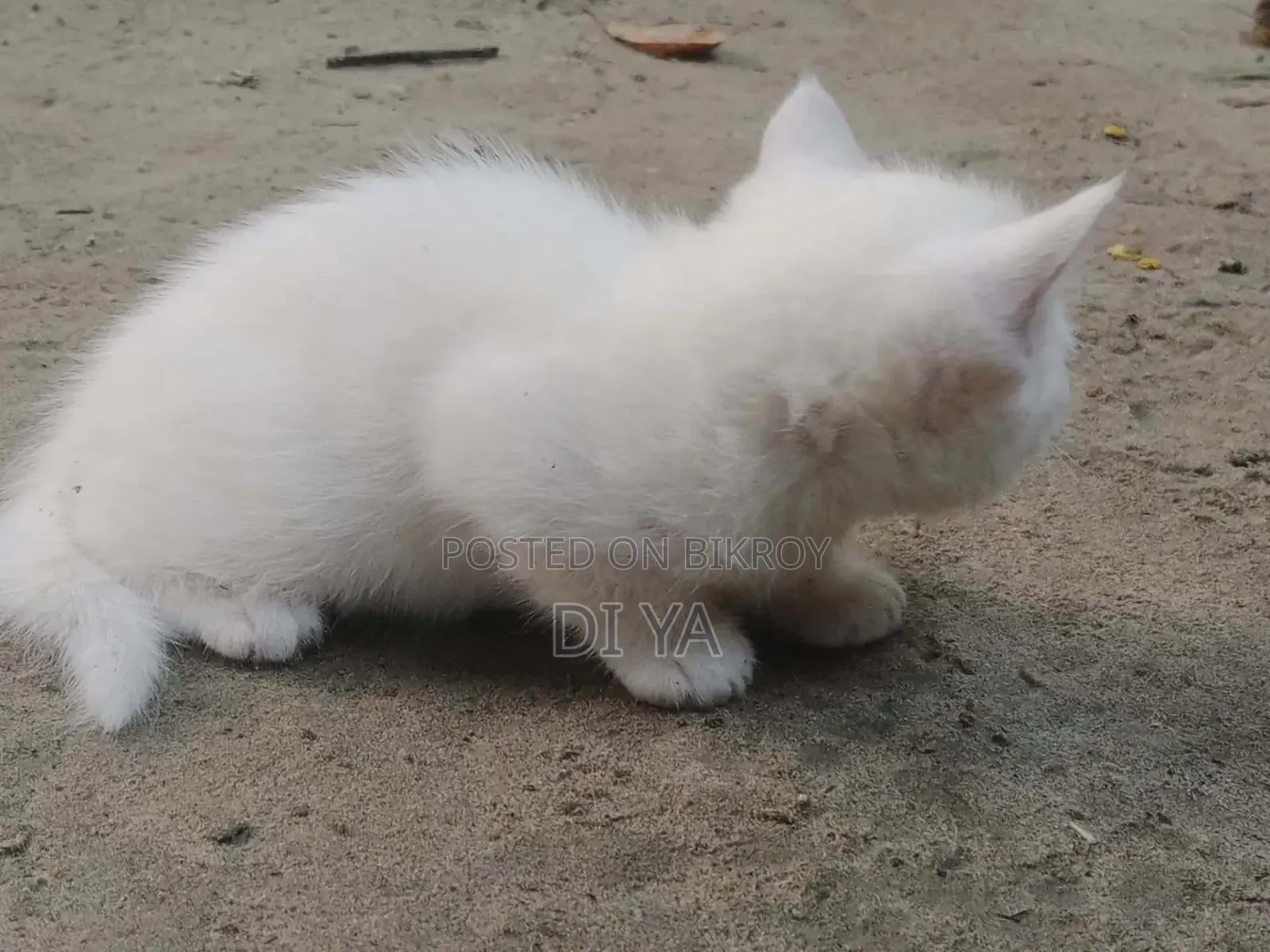 1-3 Months Female Mixed Breed Persian