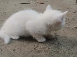 1-3 Months Female Mixed Breed Persian