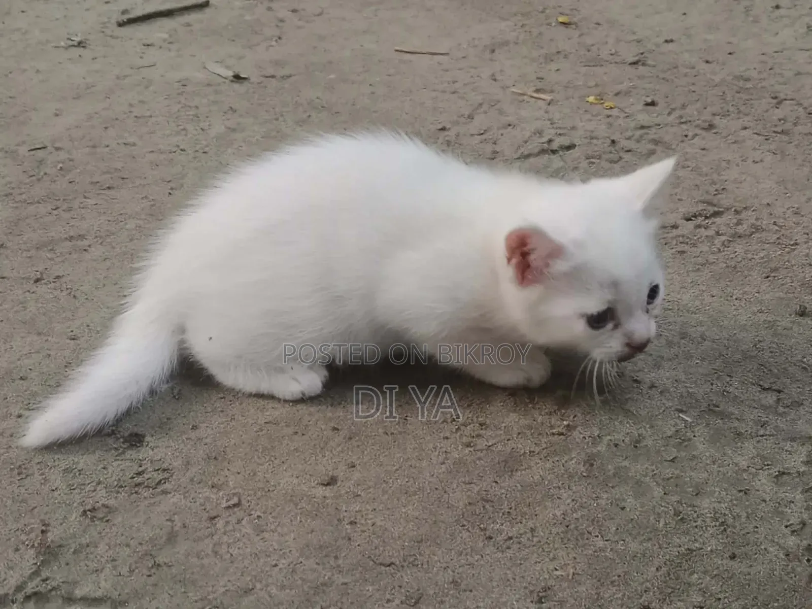 1-3 Months Female Mixed Breed Persian