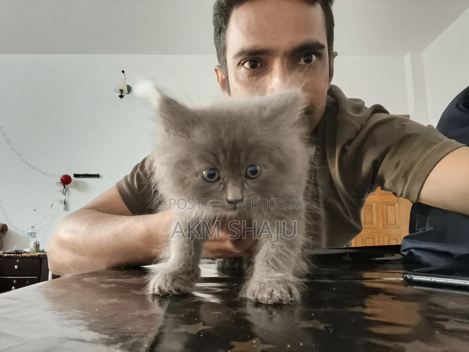 0-1 Month Female Purebred Persian Cat