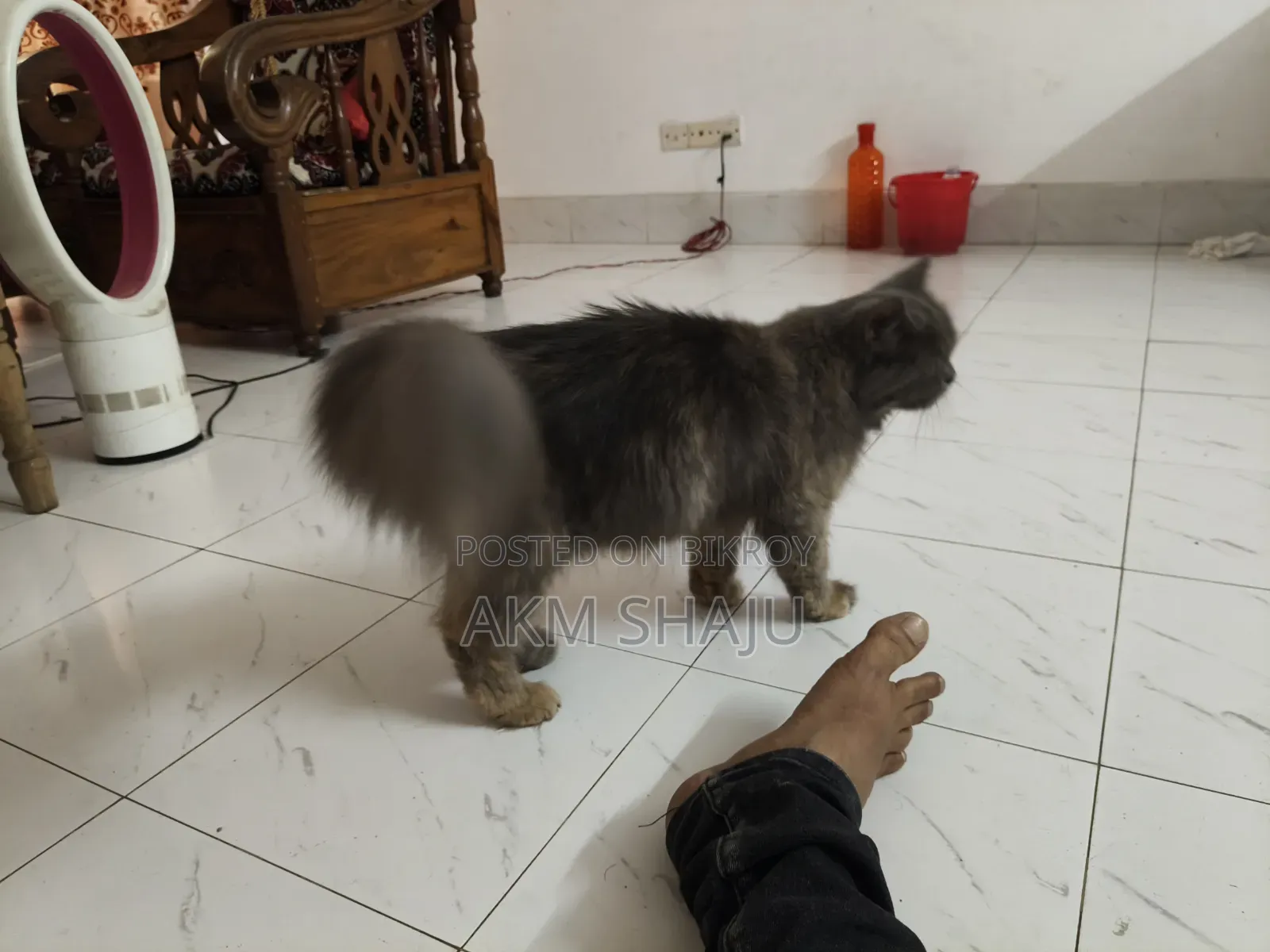 0-1 Month Female Purebred Persian Cat