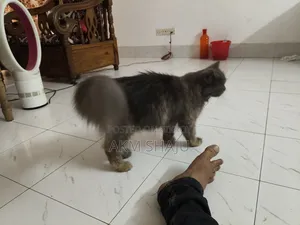 0-1 Month Female Purebred Persian Cat