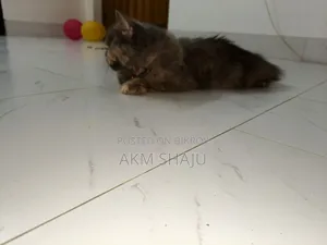 0-1 Month Female Purebred Persian Cat