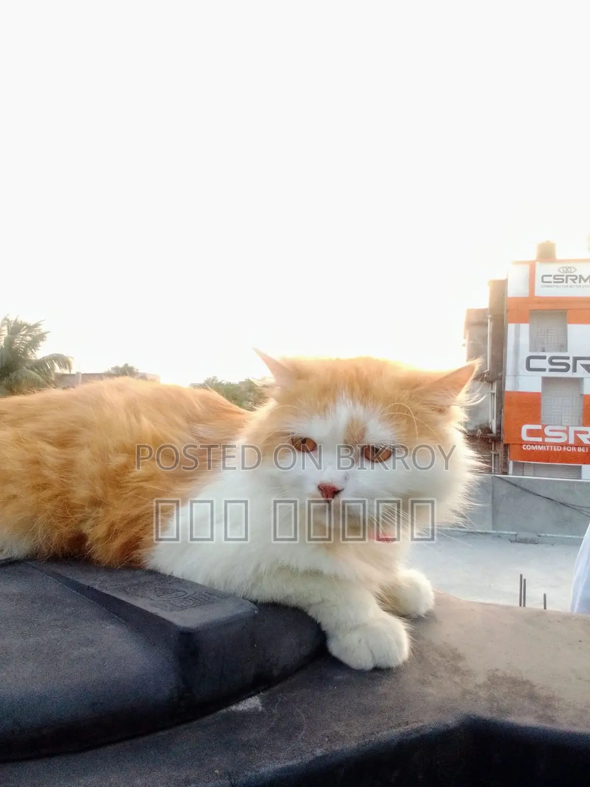 6-12 Months Male Purebred Persian