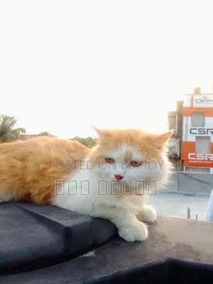 6-12 Months Male Purebred Persian