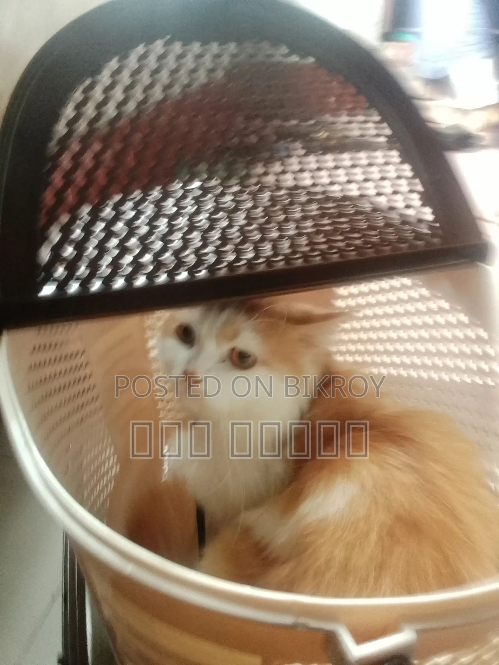 6-12 Months Male Purebred Persian