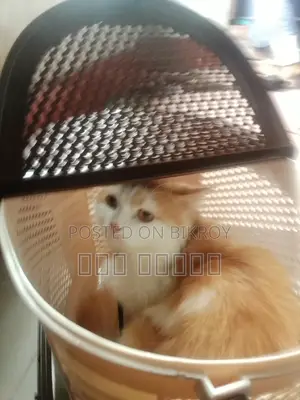 6-12 Months Male Purebred Persian