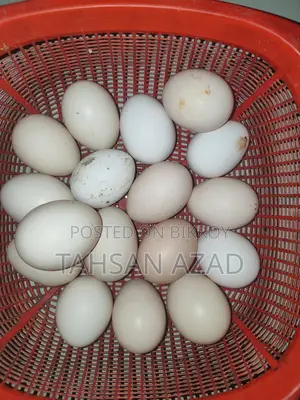 Chicken Eggs