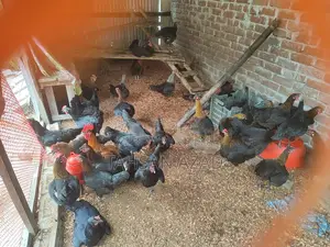 Chicken Eggs