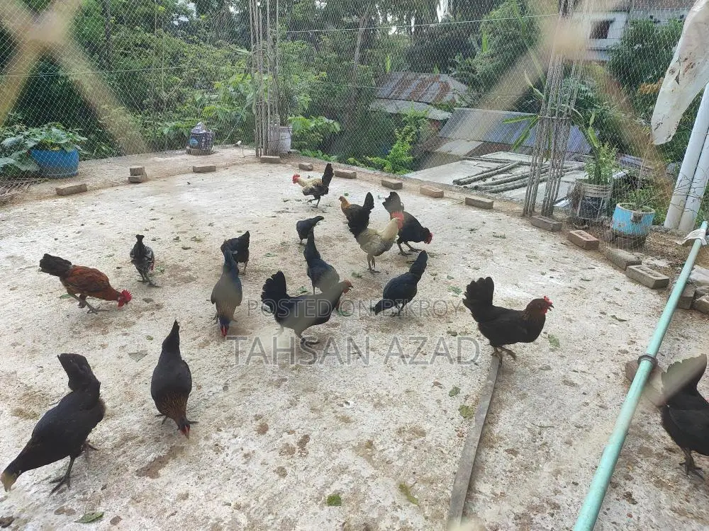 Chicken Eggs