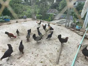 Chicken Eggs