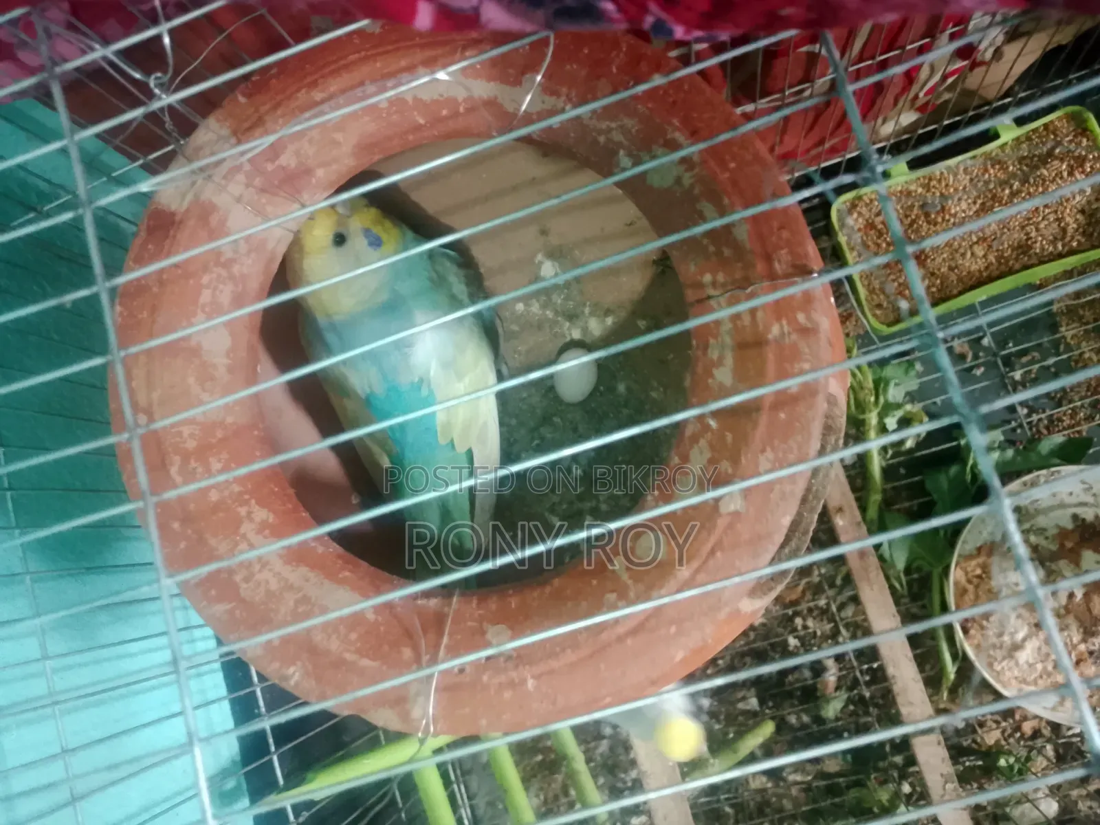 Budgie birds. Urgent sale including cage.