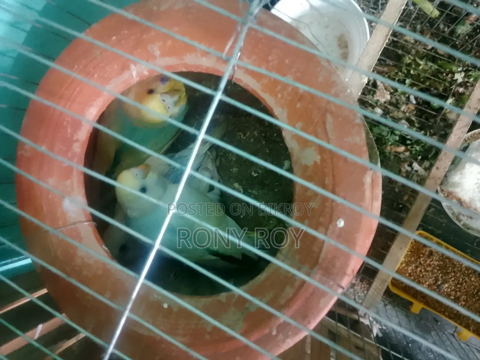 Budgie birds. Urgent sale including cage.