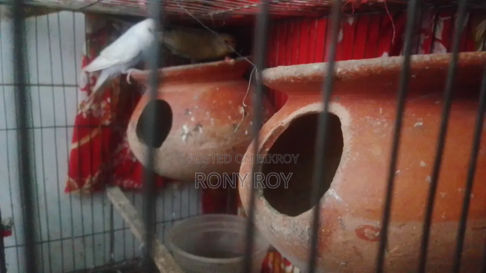 Budgie birds. Urgent sale including cage.
