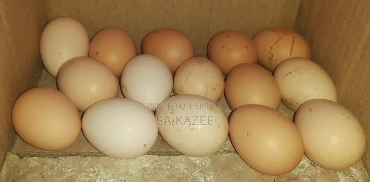 European Silkie Chicken Hatching Eggs