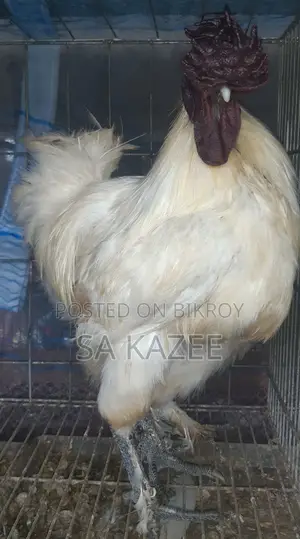 European Silkie Chicken Hatching Eggs