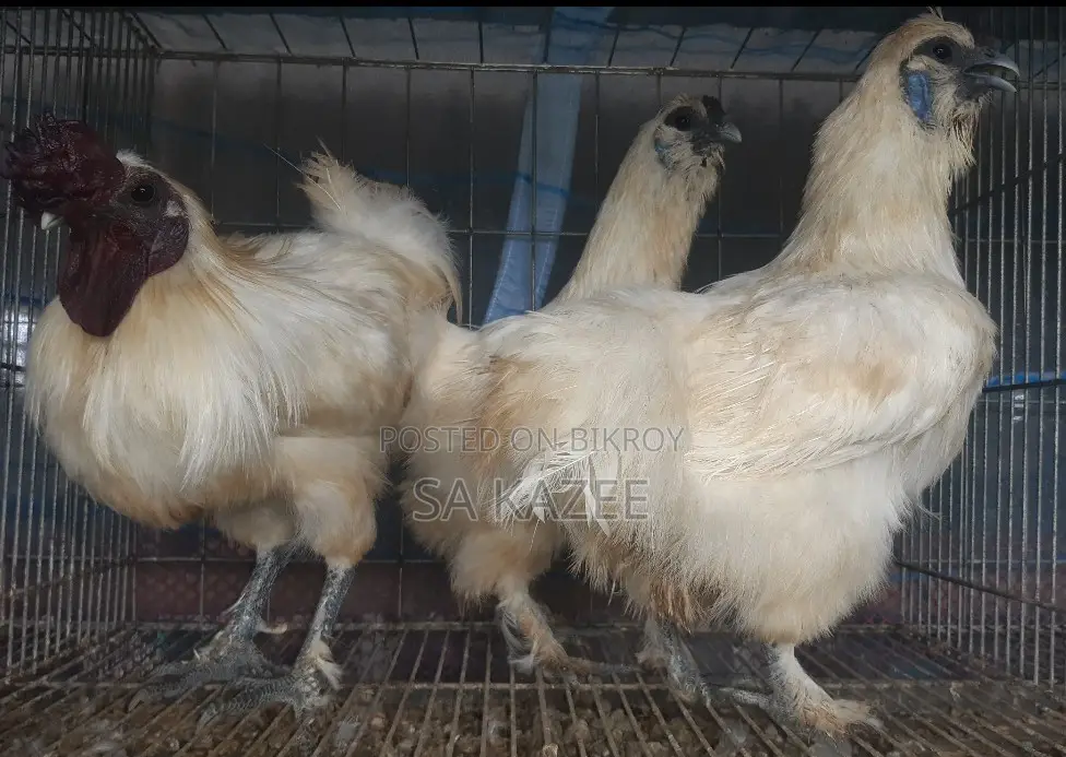 European Silkie Chicken Hatching Eggs