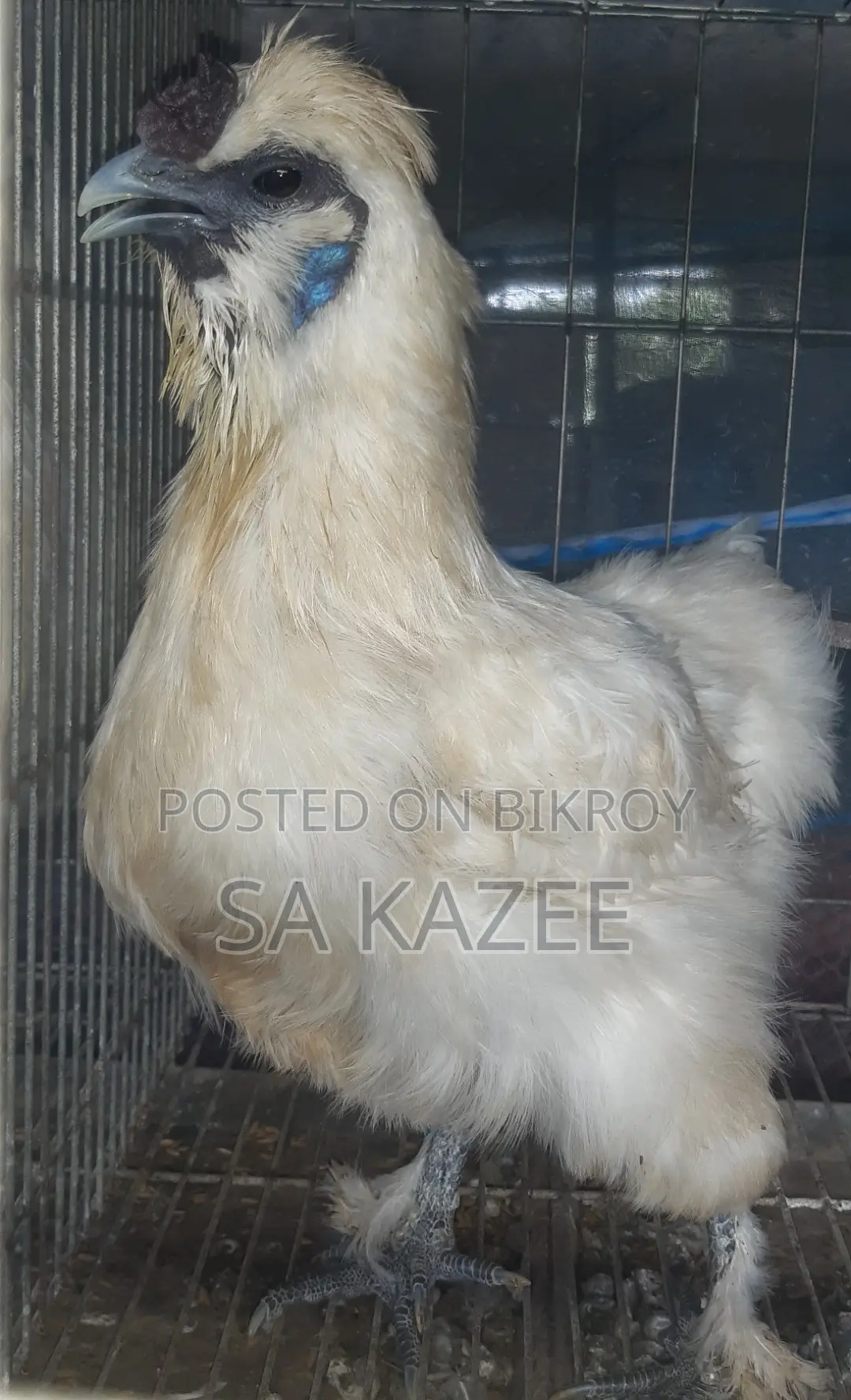 European Silkie Chicken Hatching Eggs