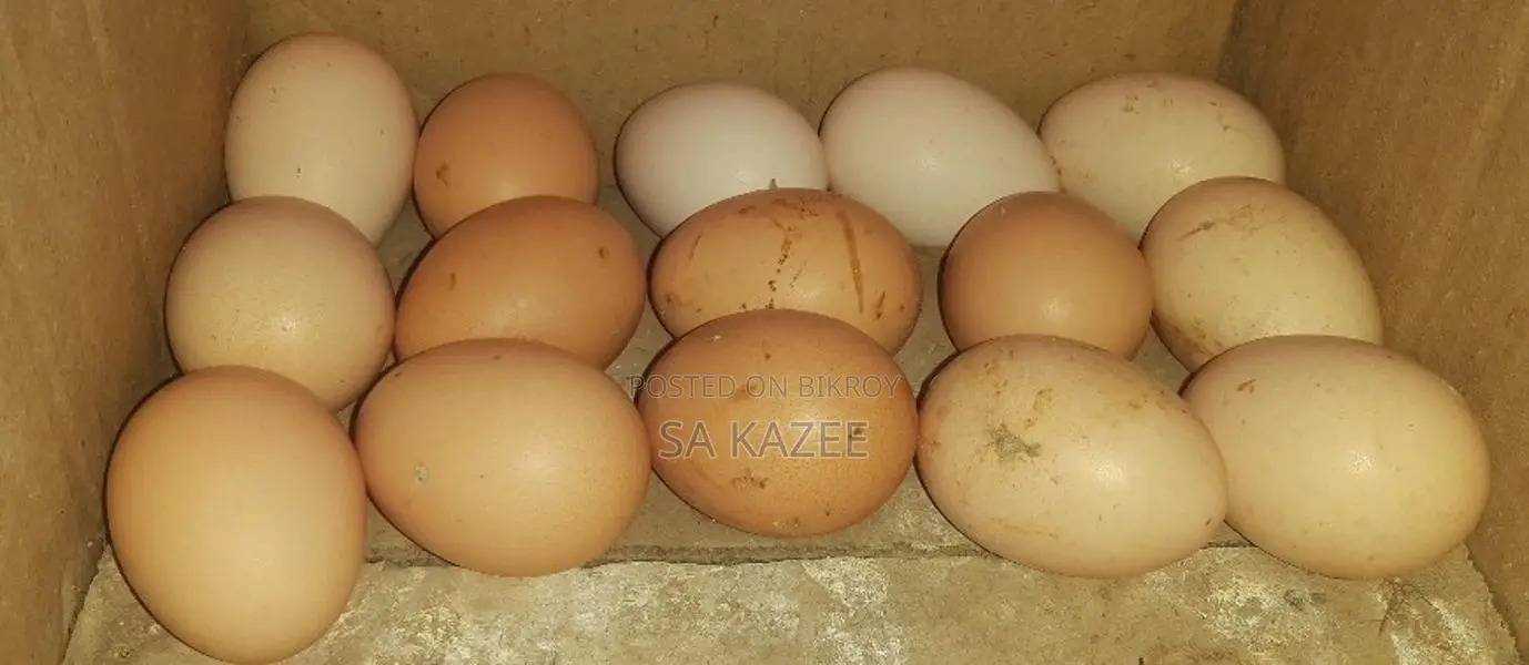 European Silkie Chicken Hatching Eggs
