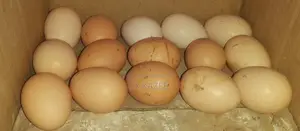 European Silkie Chicken Hatching Eggs