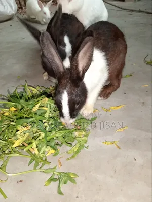 Healthy Rabbits for Sale