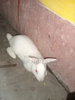 Healthy Rabbits for Sale