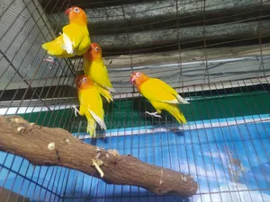 লুটিনো ফিশার