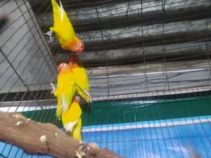 লুটিনো ফিশার