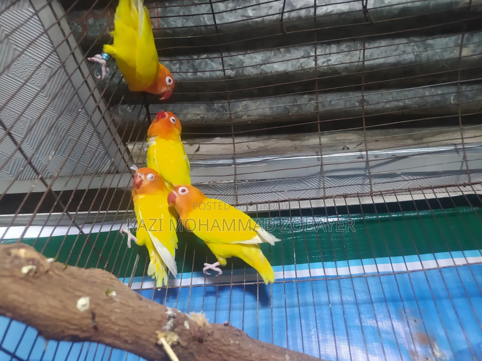 লুটিনো ফিশার
