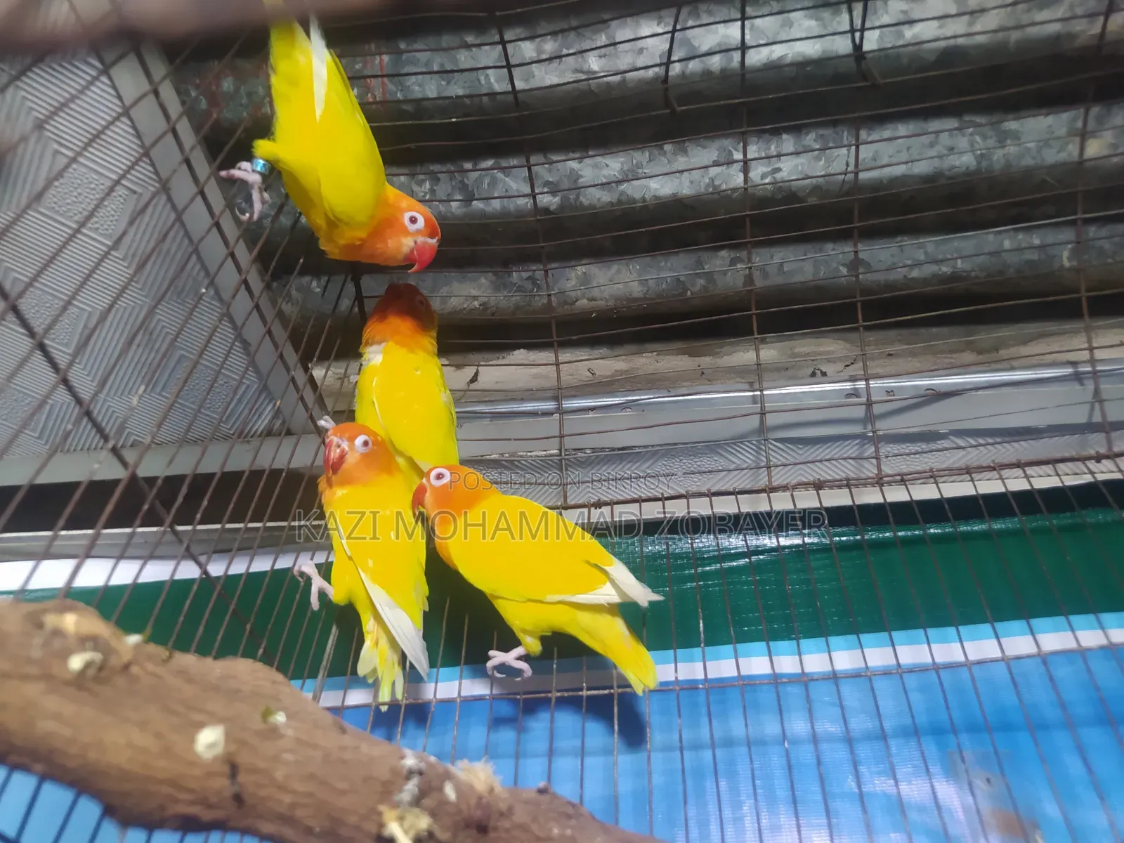 লুটিনো ফিশার