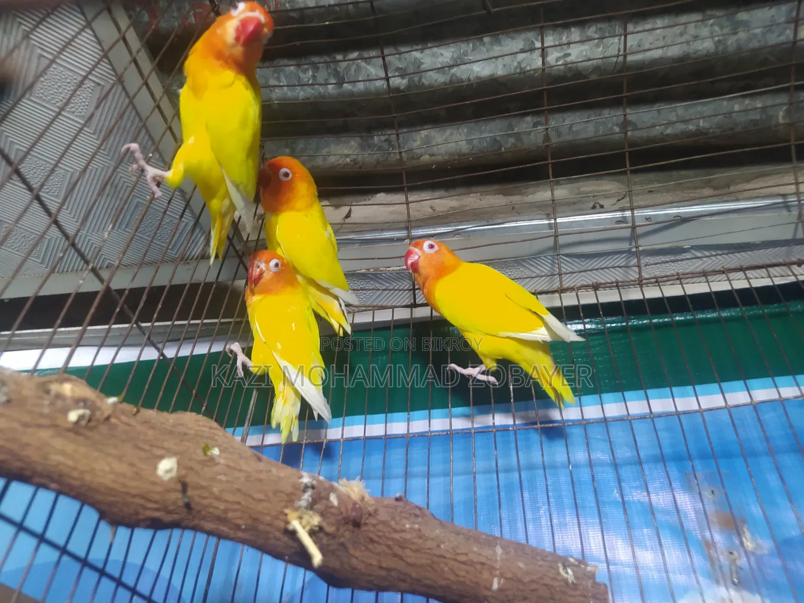 লুটিনো ফিশার