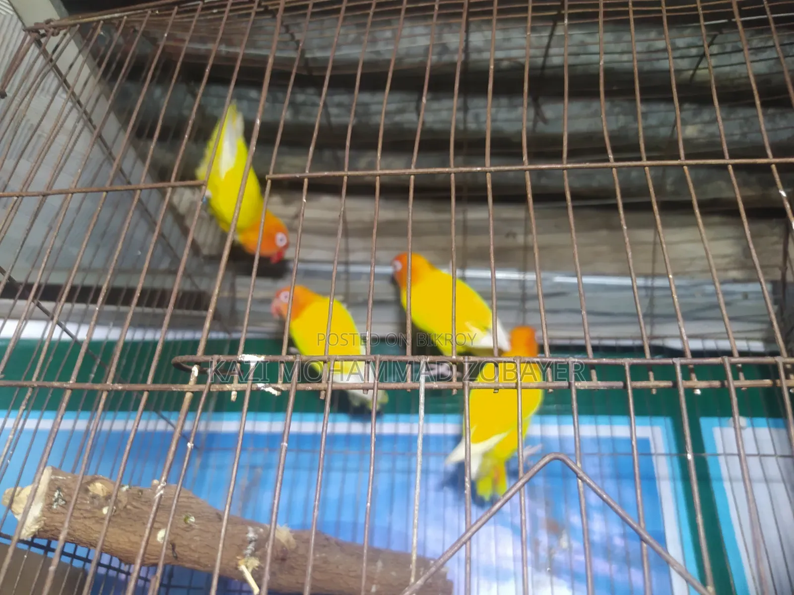 লুটিনো ফিশার